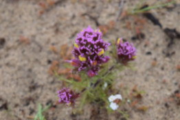 Photo of plant Purple Owls Clover flowers of purple